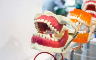 a close up of a fake mouth with teeth